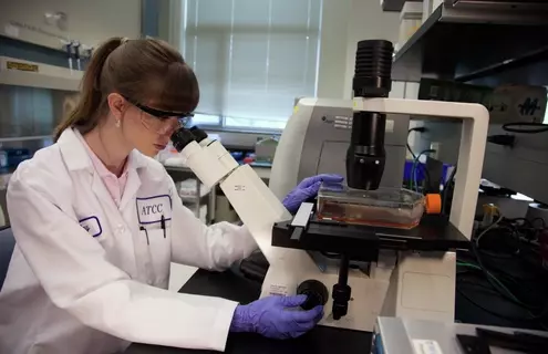 Female ATCC scientist in lab coat, safety glasses, and gloves, looking at media in a flask using an inverted microscope.