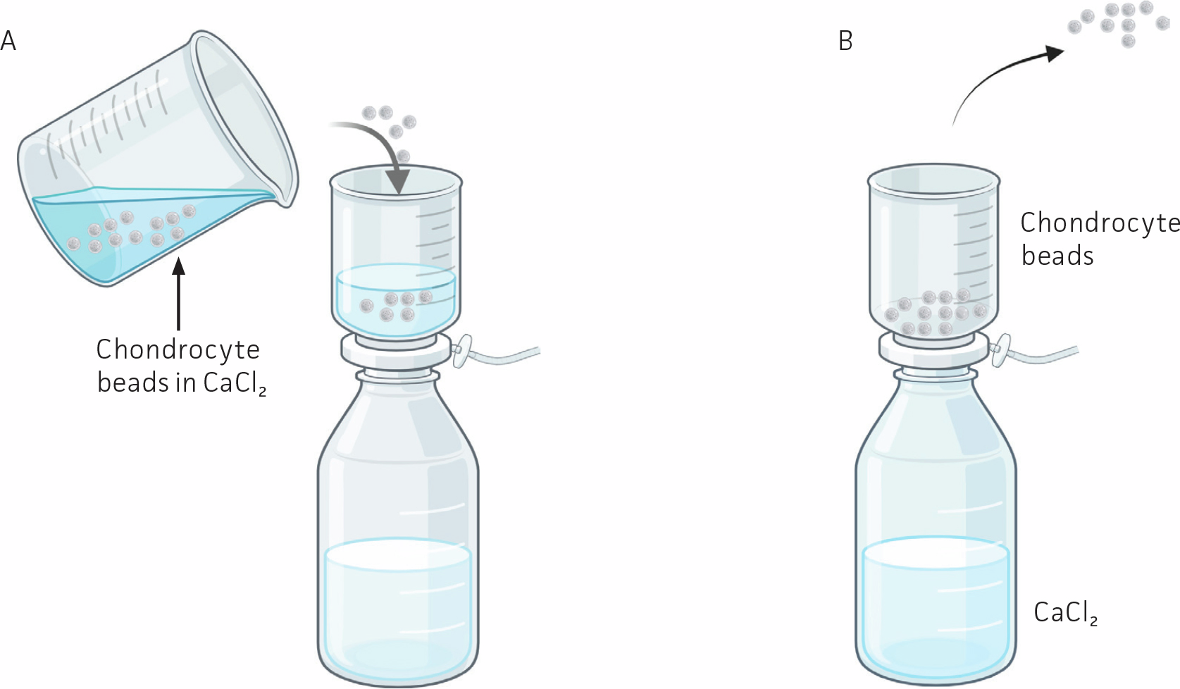 Diagram showing filtration and collection of chondrocyte beads: (A) beads in CaCl₂ solution being poured into a vacuum filter, and (B) beads retained on the filter while CaCl₂ solution collects in the bottom container.