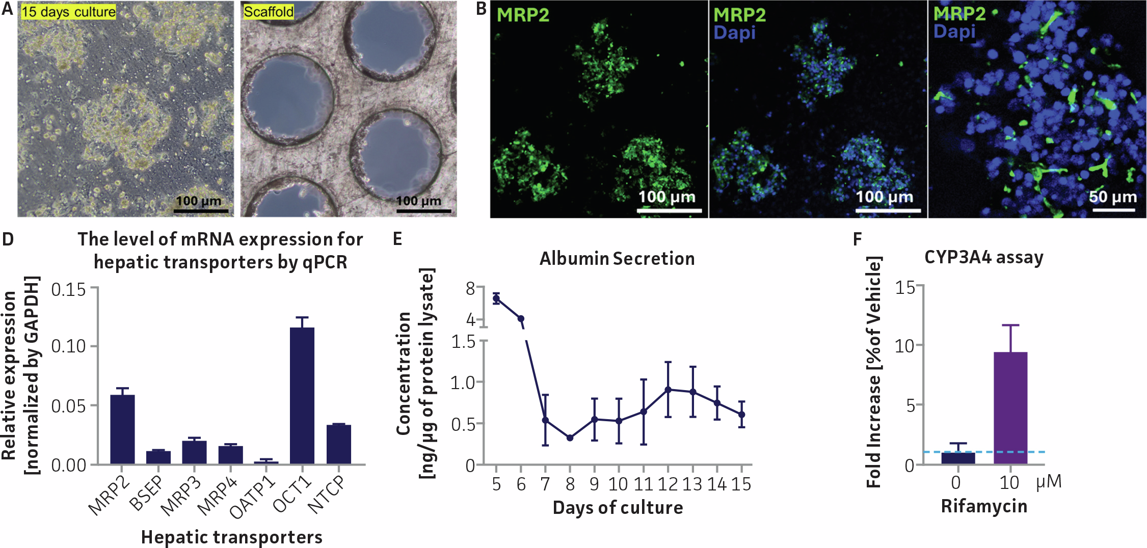 Figure showing functional characterization of HepatoXcell™ Pro in a 3-D meshed-bed fluidic culture system, including phase-contrast images of hepatocyte aggregation on membrane and scaffold, confocal imaging of MRP2 expression, transporter expression bar graph, albumin secretion line graph, and CYP3A4 induction bar chart.