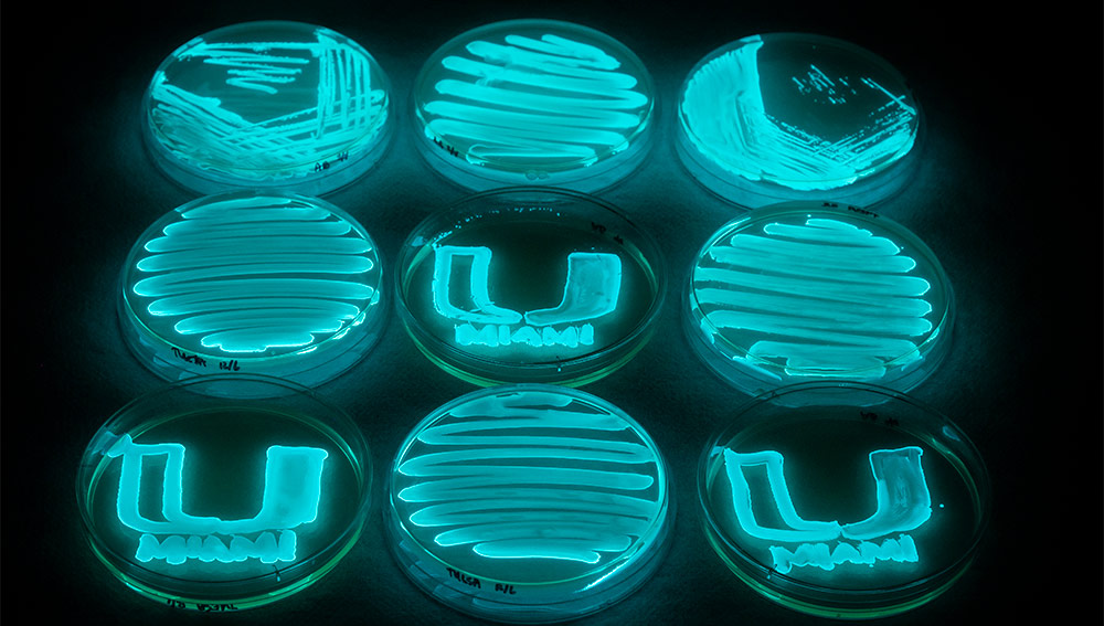 Petri dishes with fluorescent blue Photobacterium leiognathi.