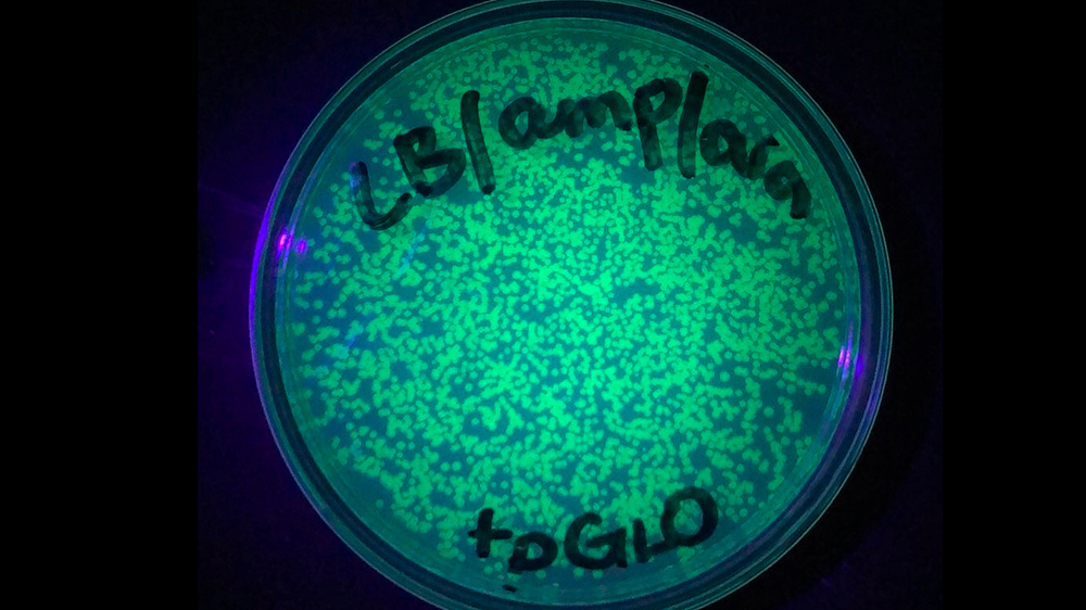 Transformation of the pGLO plasmid (which includes Green Fluorescent Protein, or GFP).
