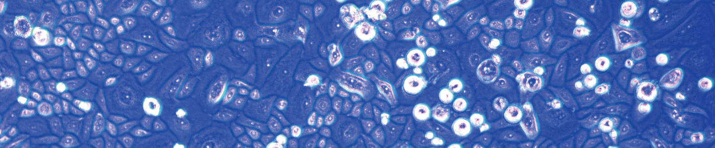 Blue and purple olife primary cells.