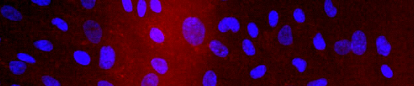 Blue and red human foreskin fibroblast cells.