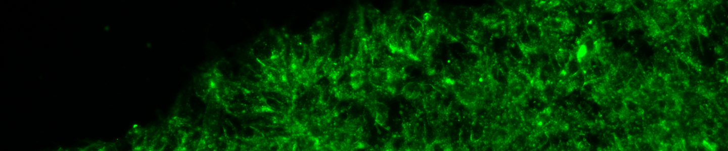 Green embryonic-like induced pluripotent stem cells.