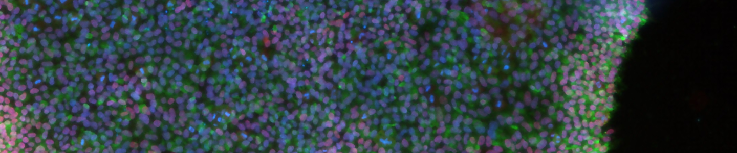 Purple and green induced pluripotent stem cells.