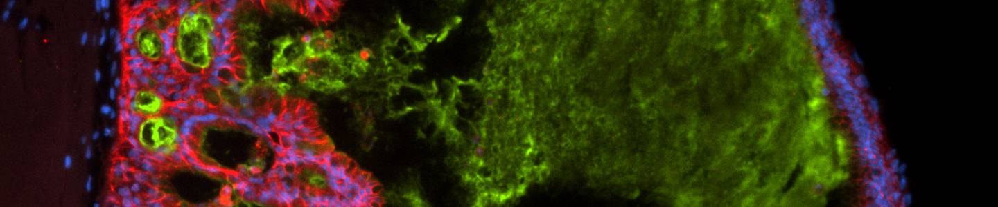 Green, red and blue ECAD IPS cells.