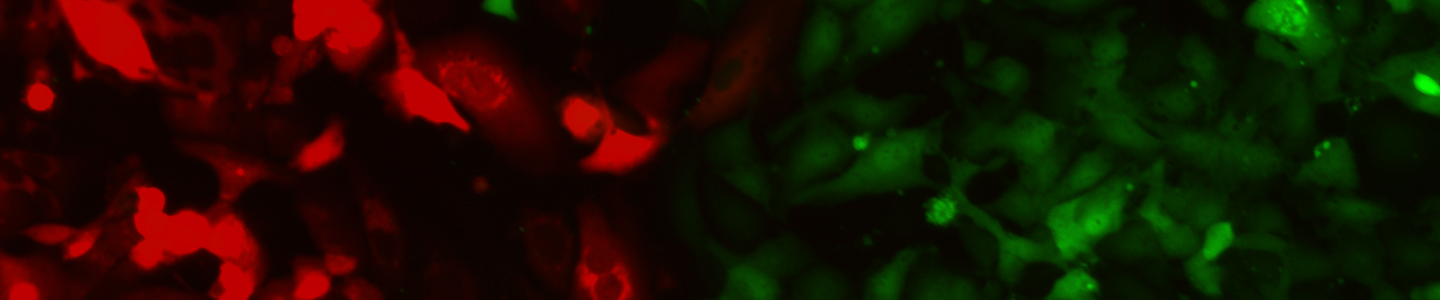 Red and green HeLa HUVEC cells.