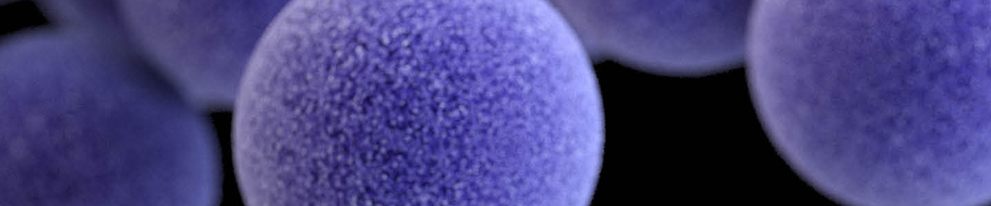 Round, floating, purple-blue balls of staphylococcus aureus bacteria.