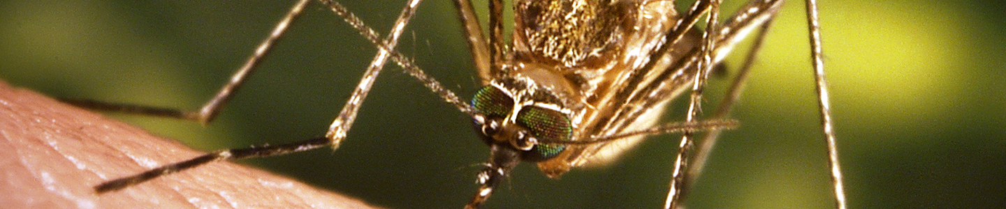 Closeup of Culex tarsalis mosquito biting skin.