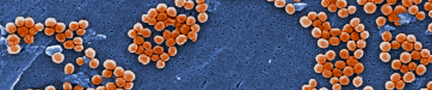 Small clusters of tiny, orange methicillin-resistant Staphylococcus aureus bacteria.