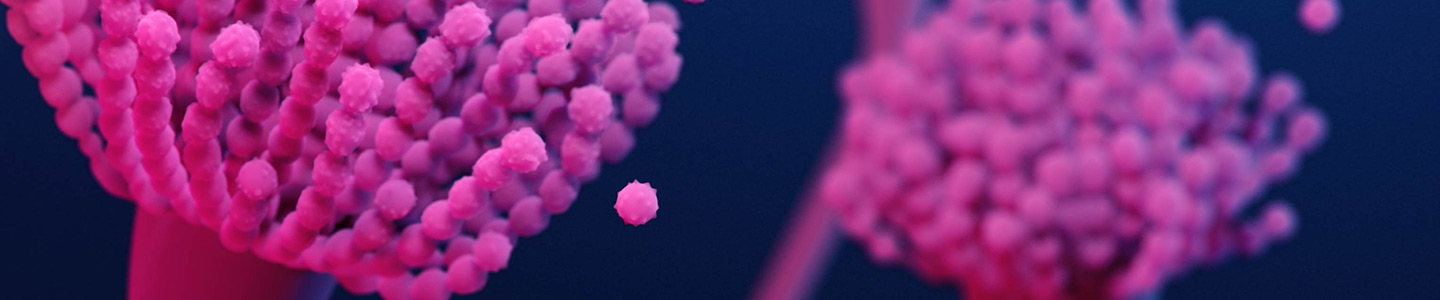 Pink, flower-like strands of Aspergillus fumigatus fungus.