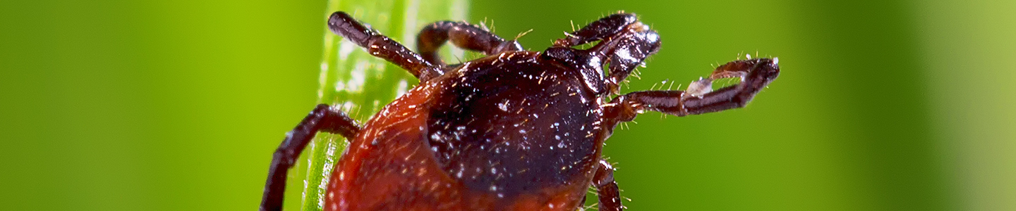 Closeup of red and brown tick on a blade of grass.