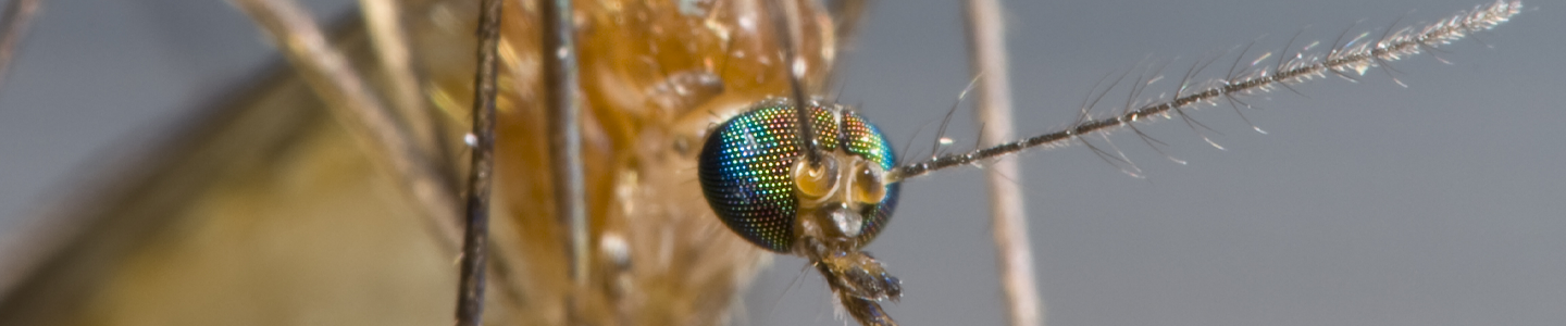 Closeup of a mosquito, focused on the eyes, antenna, and the mouthpart.