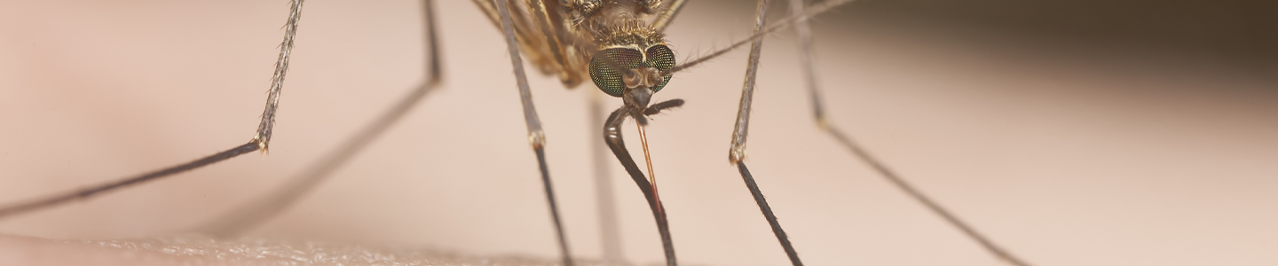 Closeup of a mosquito using its mouthpart to bite what looks like skin.