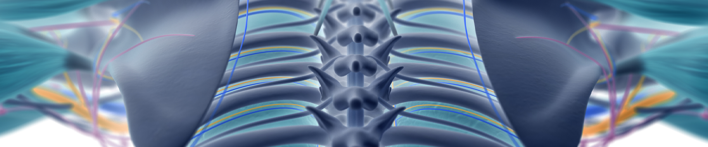 Computer depiction of a blue and green human skeleton, showing the spine and muscles.