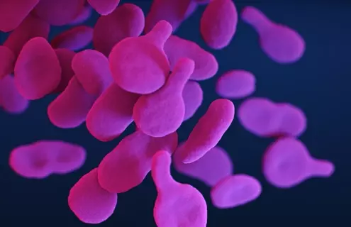 Small, bright pink flat, paddle-shaped, drug-resistant, Mycoplasma genitalium bacteria, medical illustration.