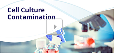 A laboratory scene focused on cell culture contamination, with gloved hands holding a container of red liquid in the foreground and a microscope on the right. The text "Cell Culture Contamination" appears on the left side.