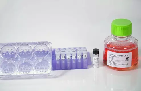 Laboratory setup featuring a six-well plate, a rack of labeled vials containing growth factors, a small vial with a black cap, and a larger bottle labeled "Organoid Growth Kit 1B" with orange liquid, used for cell culture experiments.