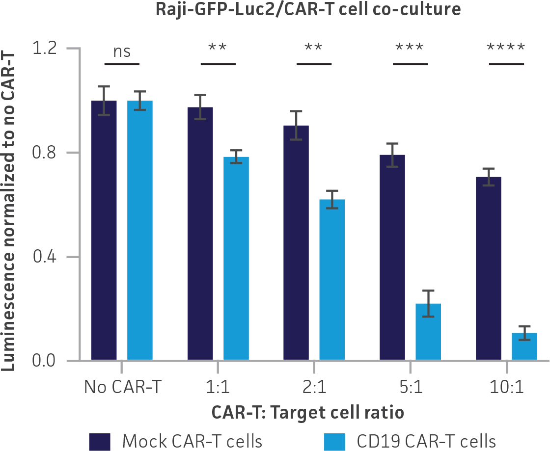 Bar graph showing luminescence levels normalized to no CAR-T in Raji-GFP-Luc2 cell co-cultures with either Mock or CD19 CAR-T cells at varying CAR-T to target cell ratios. CD19 CAR-T cells show significantly reduced luminescence at higher ratios, indicating increased cell killing.
