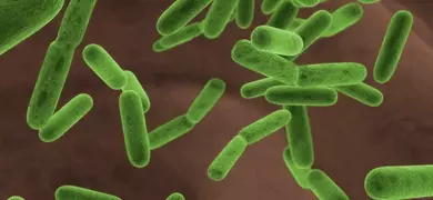 Green, rod-shaped Escherichia coli bacteria.