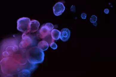Blue and purple ecad488 organoid cells.