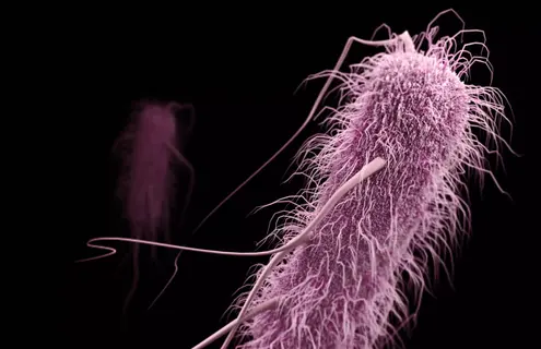 Pink, fuzzy rod of enterobacteriaceae with long flowing tendrils.