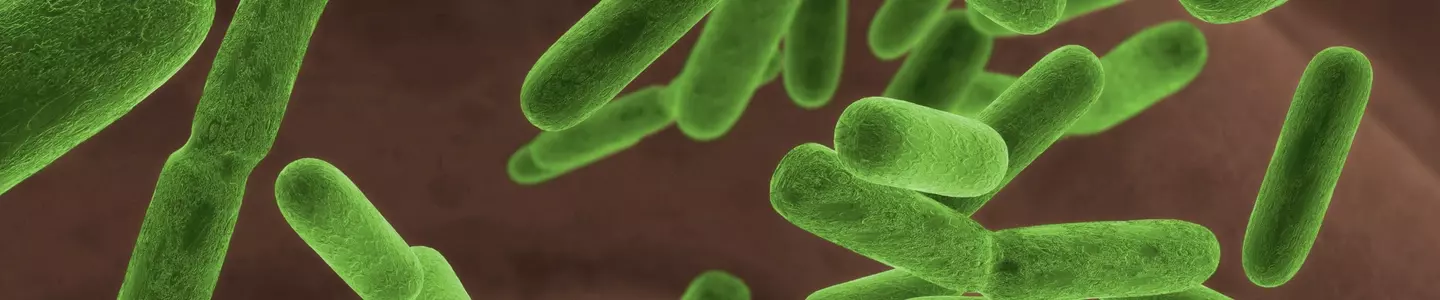 Green, rod-shaped Escherichia coli bacteria.