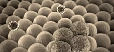 T-lymphocyte cancer cells.