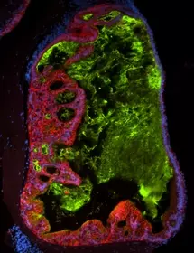 Green, red and blue ECAD IPS cells.