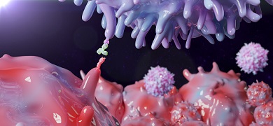 Checkpoint inhibitor therapeutic antibody blocking PD-1 protein on T cell and preventing it to bind to PD-1L on cancer cell