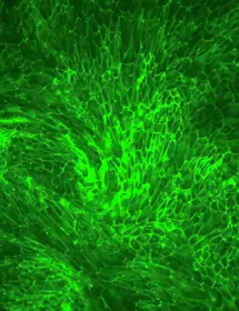 Green hTERT renal proximal tubular epithelial cells