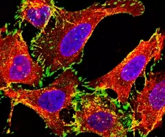 Red, purple, green, and yellow A549 CRISPR cells