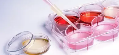 Pipette containing pink media above culture wells containing media of various colors.