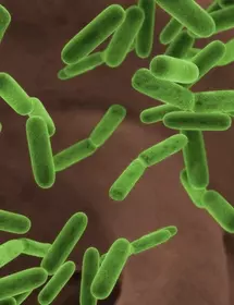 Green, rod-shaped Escherichia coli bacteria.