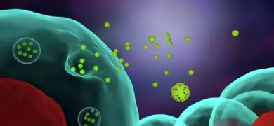 Large green sphere releasing several small green exosome spheres. Illustration.
