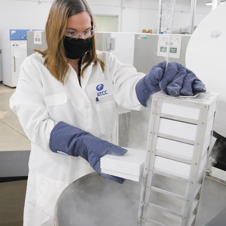 Female ATCC scientist wearing safety glasses, mask, smock, and gloves pulling cryopreservation rack from dewars flask while another scientist looks on.