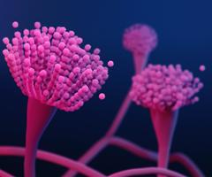 Pink, flower-like strands of Aspergillus fumigatus fungus.