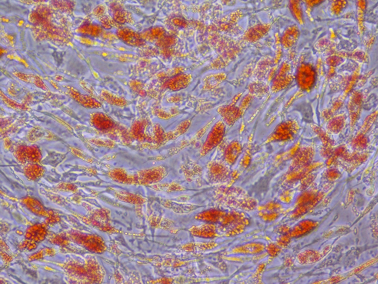 hTERT-immortalized Brown Preadipocytes (ATCC® CRL-4062™) differentiated into brown adipocytes and stained with Oil Red O dye. Micrograph taken with a 20 X objective.
