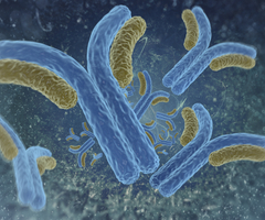 Blue yellow and green immunoglobin antibodies.