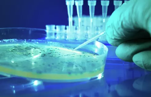 Gloved hand holding mini pipette over petri dish containing bacteria colonies