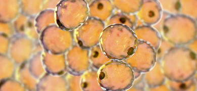  3D illustration of Fat cells or adipose cells