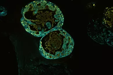 Green ECAD organoid cells.