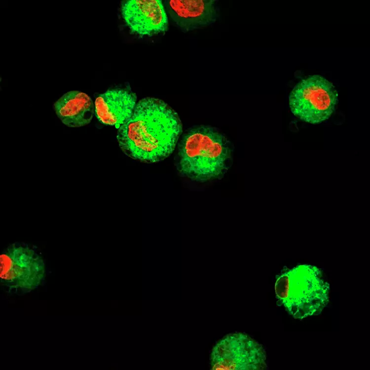 Hepatocytes on day 2.