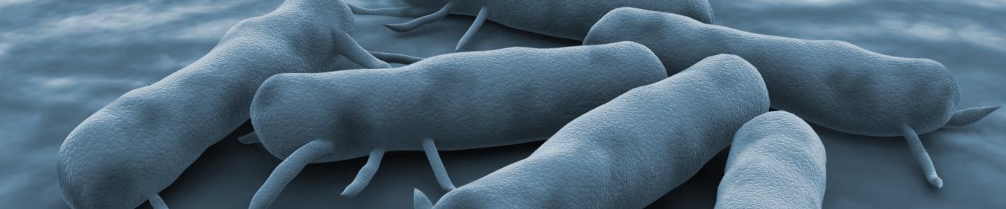 3D illustration of Salmonella Bacteria in blue