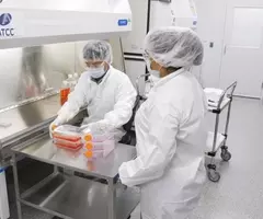 Two scientists in lab wearing hair nets, masks, safety glasses, smock, and gloves standing next to safety hood and looking at bottles containing red medium.