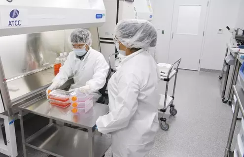 Two scientists in lab wearing hair nets, masks, safety glasses, smock, and gloves standing next to safety hood and looking at bottles containing red medium.