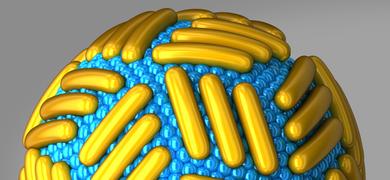 Outer layer of the Zika virus rendering showing gold rods embedded into blue beads.