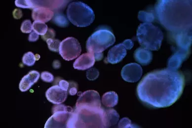 Fluorescent microscopy image showing multiple organoids in shades of blue, purple, and pink against a dark background, illustrating 3D cellular structures used in biomedical research.