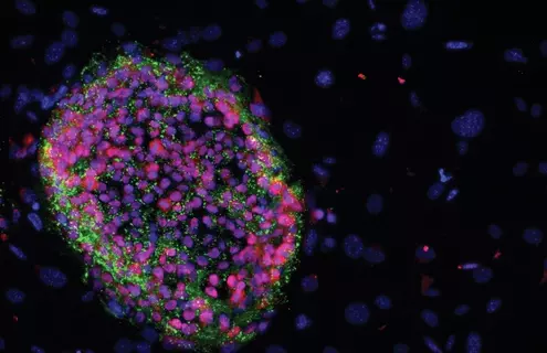 Purple and green induced pluripotent stem cells.