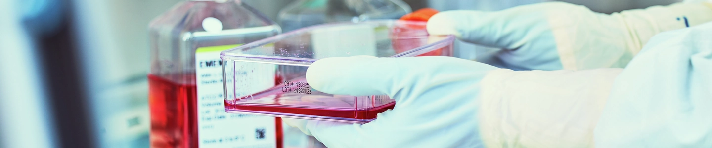 Gloved hands hold a clear cell culture flask containing red growth media inside a biosafety cabinet, with labeled media bottles visible in the background. The close‑up view emphasizes aseptic handling of cell culture materials on a stainless‑steel work surface in a controlled laboratory environment.